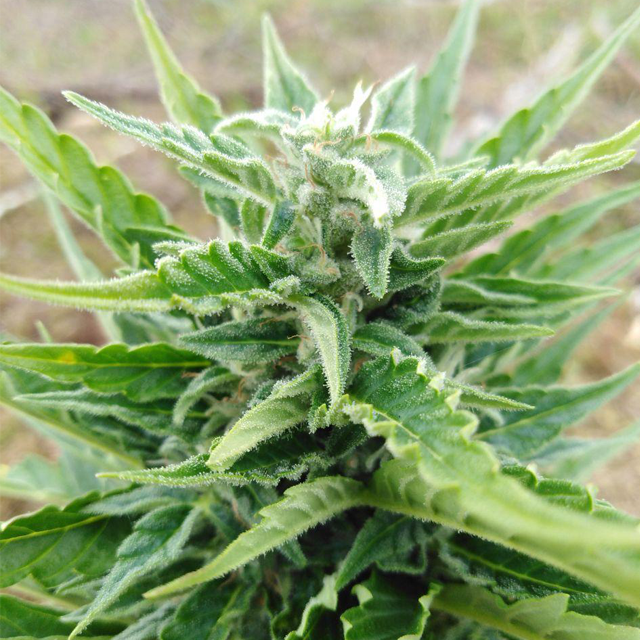 Original Sensible Seeds Auto AK XXL Image 4